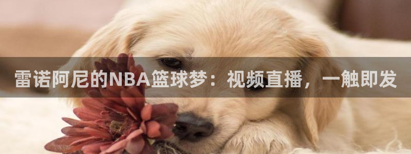 黑白体育在线直播免费观看高清：雷诺阿尼的NBA篮球梦：视频直播，一触即发