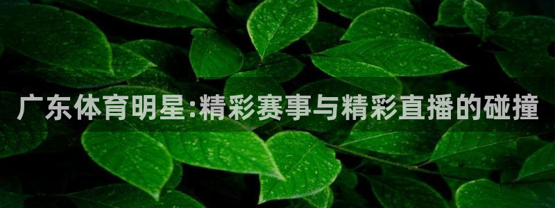 黑白直播免费体育直播